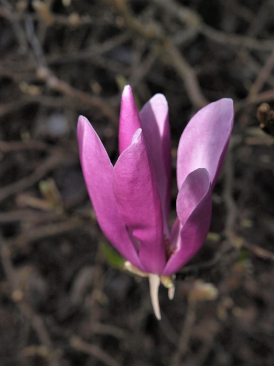 magnolia ann